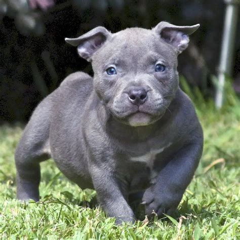 Pitbull Cinza American Bully De Olho Azul Temperamento E Demais