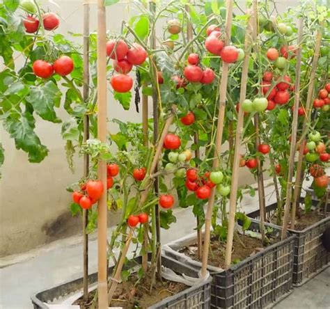 Cultiver Des Tomates En Serre Quand Comment Et Meilleures Pratiques