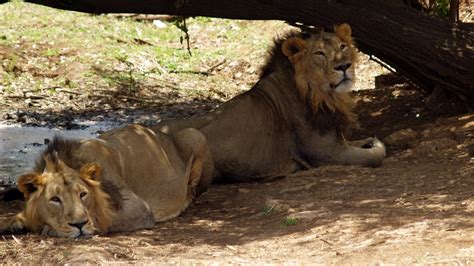 Four Asiatic Lions At Singapore Zoo Test Covid 19 Positive