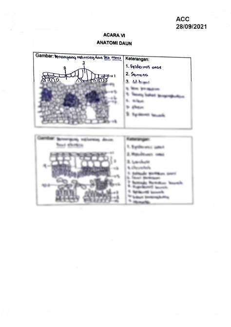 SOLUTION: Gambar dan bagian anatomi daun - Studypool