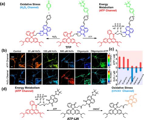 A Fluorescence Turn On Mechanism Of TFP In The Presence Of H 2 O 2