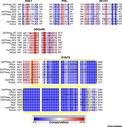 Chimeras Of P4 Atpase And Guanylate Cyclase In Pathogenic Protists