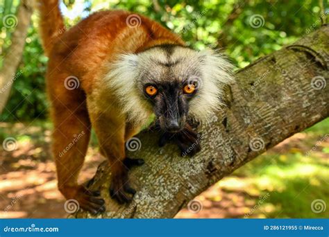 Black Lemur - Female, Madagascar Stock Image - Image of color ...