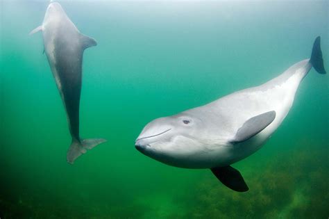 The Commission Gets Serious About The Baltic Harbour Porpoise Wwf Baltic