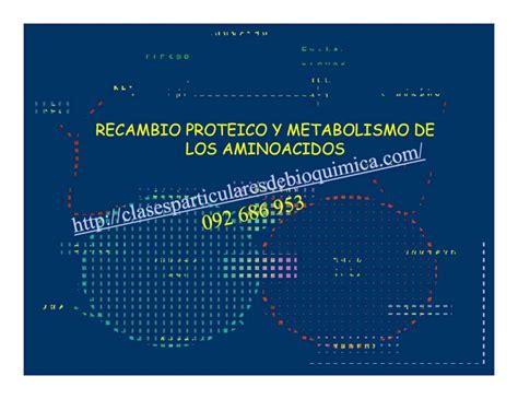 Pdf Nh H Recambio Proteico Y Metabolismo De La Urea Ciclo De