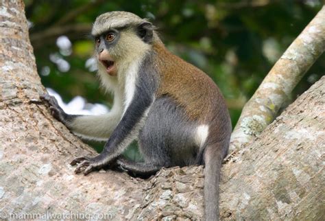 Ghana Mammal Watching