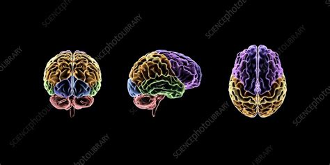 Brain, artwork - Stock Image - C021/0755 - Science Photo Library