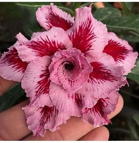 Siddhi Vinayak Gallery Pcs True Desert Rose Plants Bonsais Multi