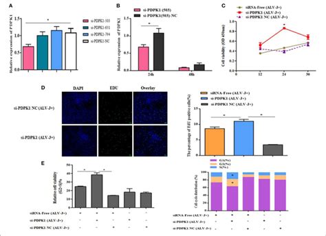 | The effect of knockdown of PDPK1 on the proliferation and cell cycle ... 