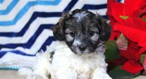 Havanese Mix.Meet Sasha a Puppy for Adoption.