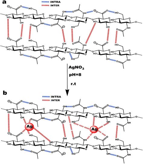 A Intra Intermolecular Hydrogen Bonds Between Hyaluronan Chains And