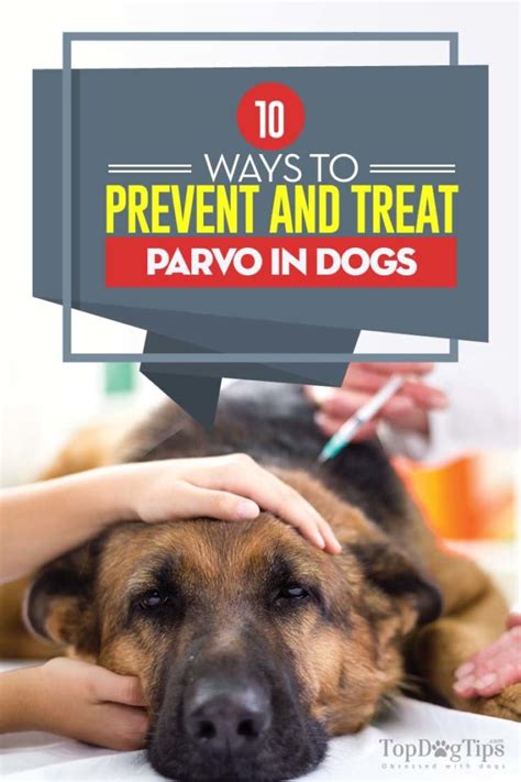 10 Ways to Prevent Dog Parvo (Based on Science)