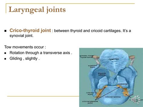 Anatomy Of Larynx Ppt