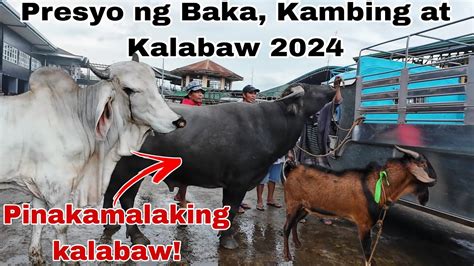 June 28 2024 Presyo Ng Baka Kambing At Kalabaw Dji Osmo Action 4