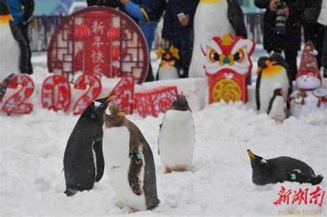 从南极来的小企鹅第一次在长沙看雪 企鹅们撒欢玩耍，体验回到极地的欢乐新闻频道中华网