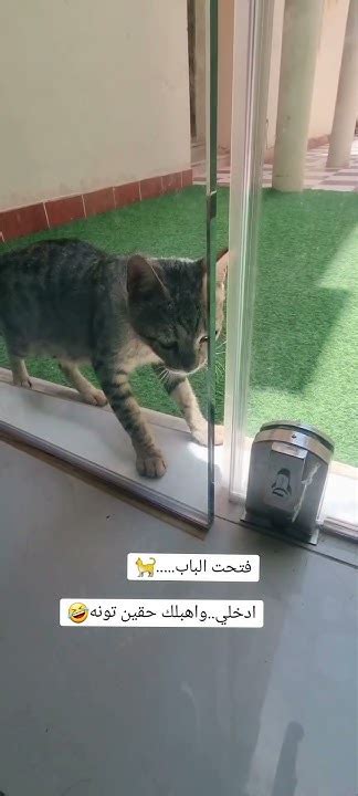 فتحت الباب🐈 Youtube