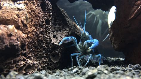 Hammers Cobalt Blue Lobster: Care, Size, Color & Diet - Video