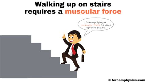 Muscular force - Force in Physics