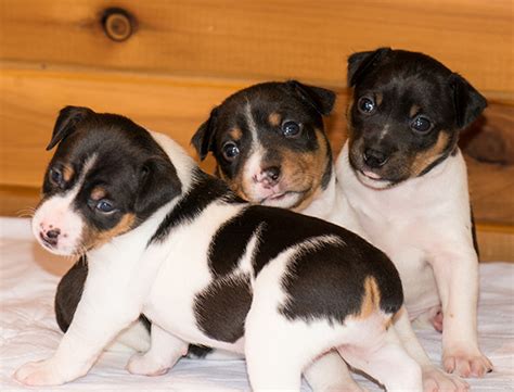 Indigo Rat Terriers North Idaho Rat Terrier Breeders