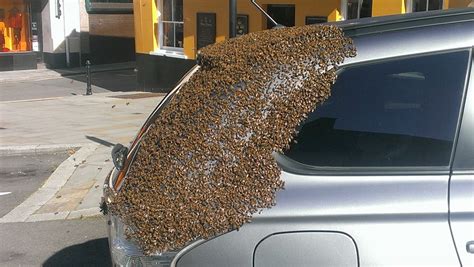 Thousands Of Bees Chased This Car For Days Looking For Their Queen