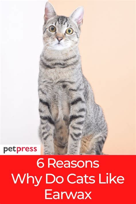 6 Potential Reasons On Why Do Cats Like Earwax