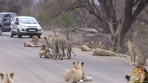 Largest Lion Pride Ever Blocking Road In Kruger Park Lions On Road