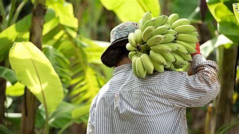 Scientists Peel Back Ancient Layers Of Banana Dna To Reveal Mystery