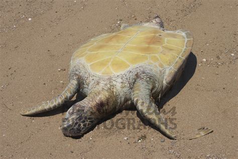 Buy Dead Turtle Propeller Damage Image Online Print And Canvas Photos