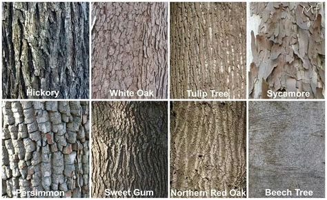 Texas Tree Identification By Bark / Texas Tree Tips - January, 2013 ...