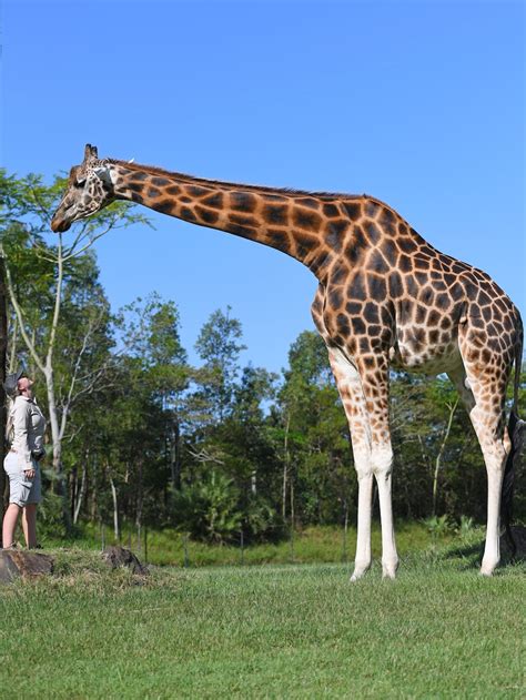 Giraffe at Australia Zoo, Beerwah, sets Guinness World Record as world ...