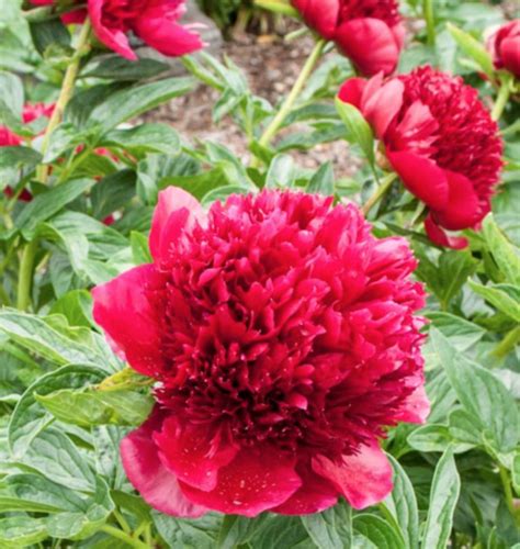 Red Charm Peony (spring) - potted plant - Halifax Perennials