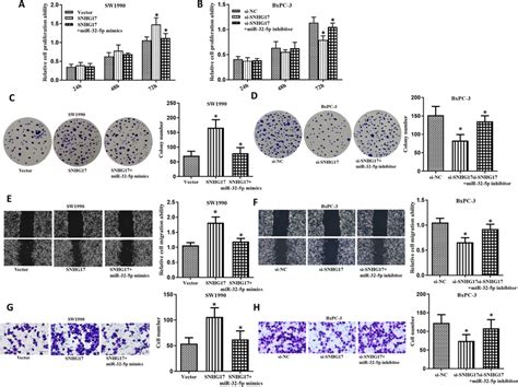 Snhg Promoted Paad Cells Proliferation Migration And Invasion By