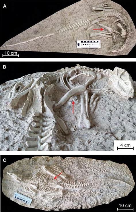 Fósseis Preservam Dinossauros Que Morreram Dormindo Há 125 Milhões De