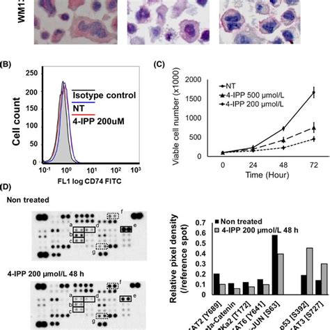 Macrophage Migration Inhibitory Factor Mif‐cd74 Interaction Regulates