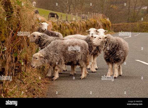 Weidende herdwick schafe Fotos und Bildmaterial in hoher Auflösung