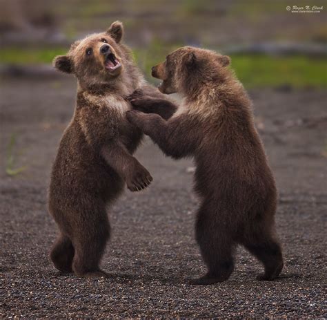 Clarkvision Photograph Brown Bear Cubs Play Fighting