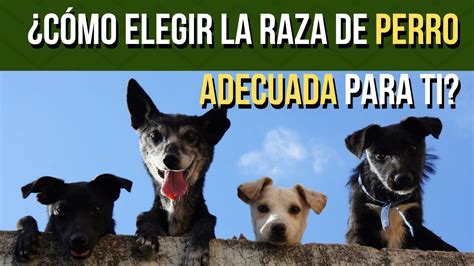 Cómo ELEGIR la RAZA de PERRO adecuada para ti YouTube