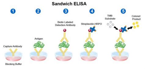 Sandwich ELISA Protocol Guide | Leinco Technologies