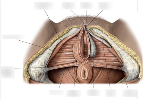 Urogenital Anal Triangle Female Diagram Quizlet