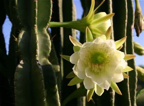 cereus validus giant torch cactus