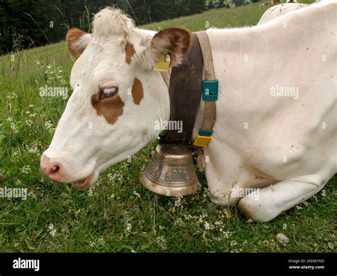 Portrait Of A Cow With A Cowbell In A Blooming Meadow Stock Photo Alamy