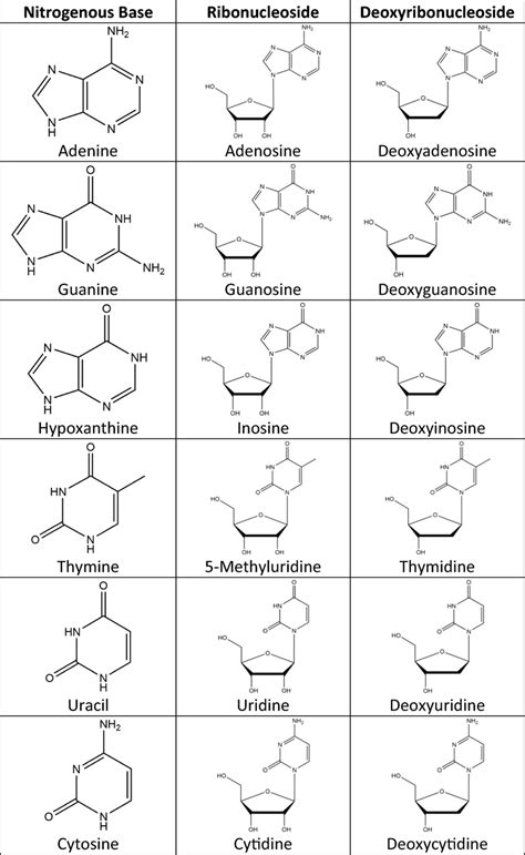 Depiction of different forms for nitrogenous bases and nucleosides ...