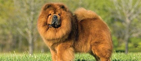 99+ Large Fluffy Black Dog Breeds - l2sanpiero