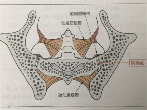 院内勉強会 「仙腸関節障害の診療」 みよし市福谷町で整形外科なら三好ヶ丘整形外科へ