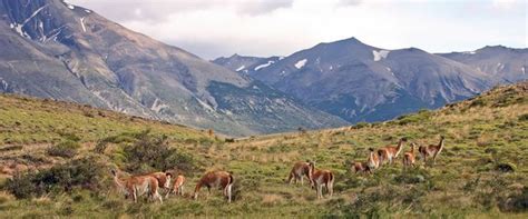 The Pampas - Argentina | Grassland, Pampas, Travel and leisure