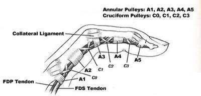 Physio Health: Finger and Hand Anatomy, and Grip