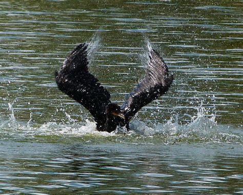 Out For A Splash Double Crested Cormorant Creating A Racke Flickr