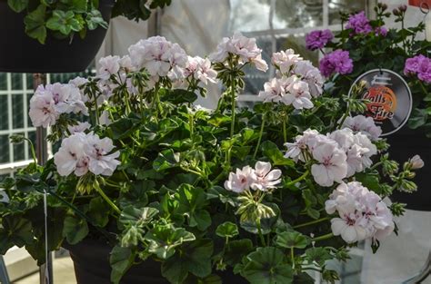 Pelargonium Peltatum White