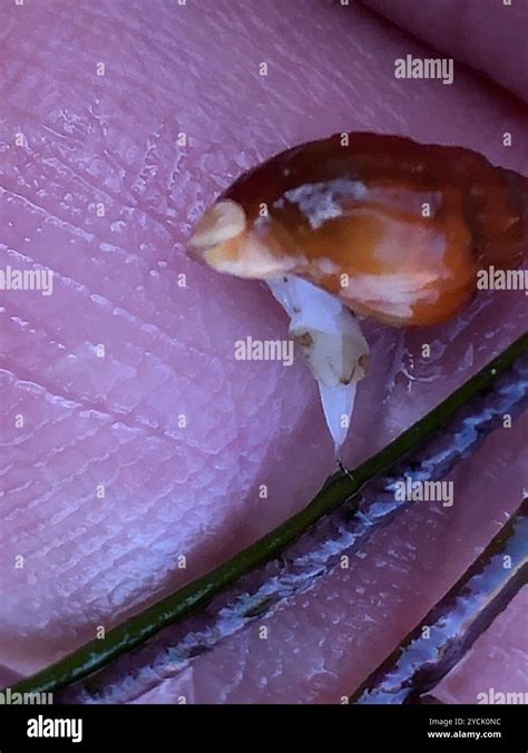 variegate amphissa amphissa versicolor mollusca stock photo alamy
