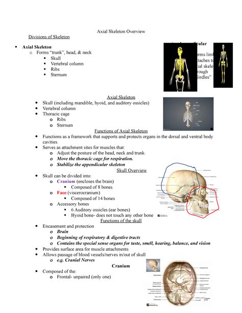 Axial Skeleton Overview Axial Skeleton Overview Divisions Of Skeleton